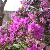 Bougainvillea