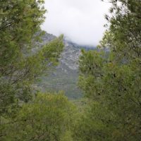 Skov og bjerge