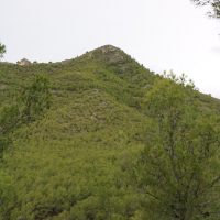 Skov og bjerge
