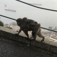 Abe med afkom på ryggen